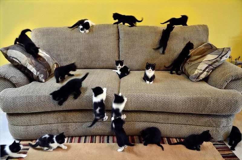 Много кошек на диване.