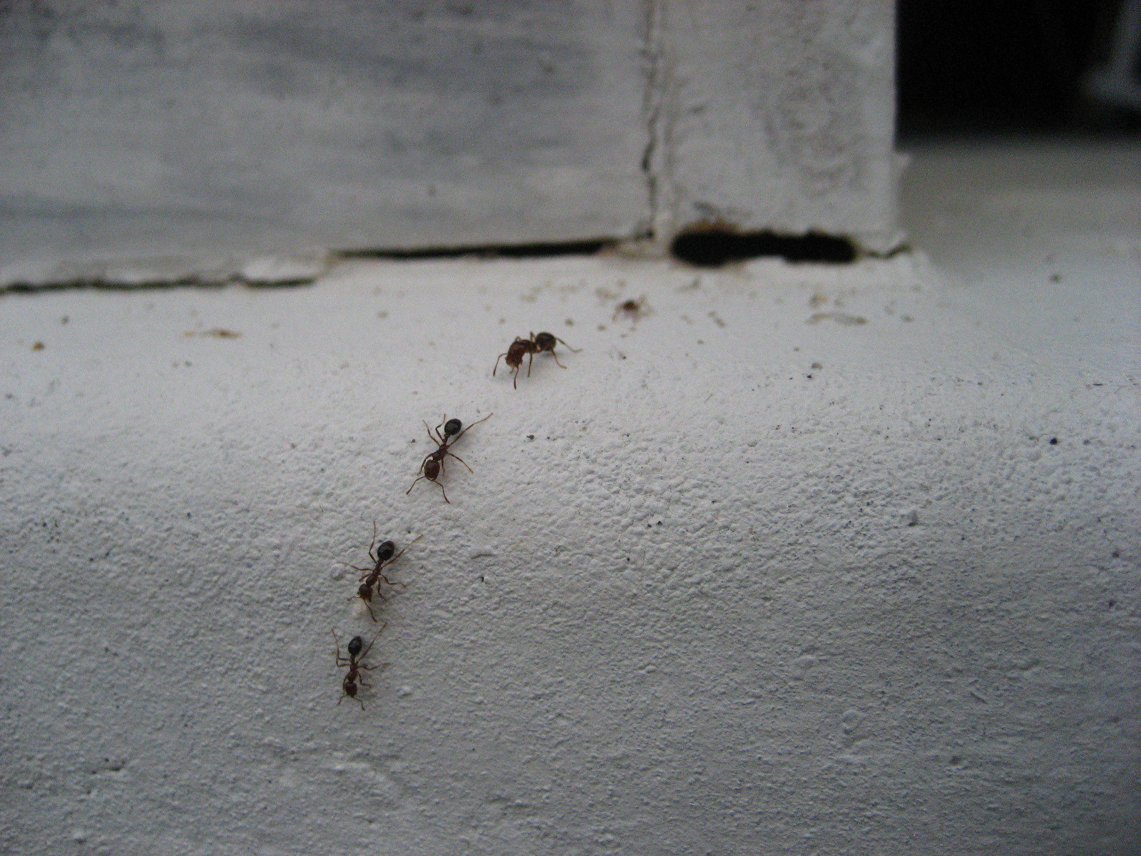Насекомые домашние муравьи