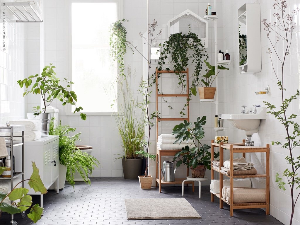 11 plants that you can put even... in the bathroom