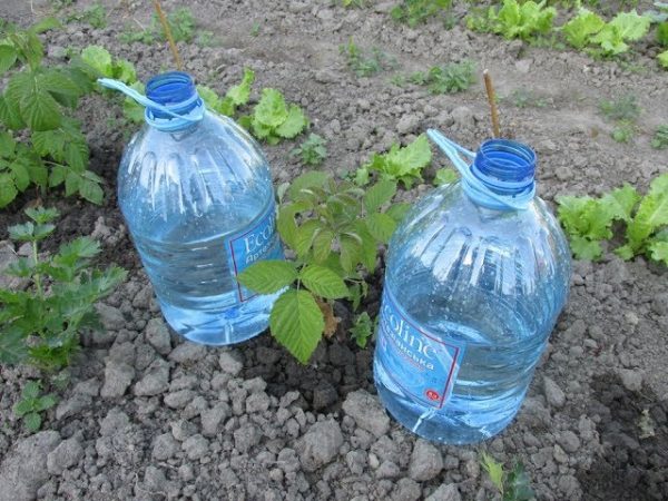 как сделать капельный полив из пластиковых бутылок