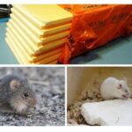 Едят ли мыши пеноплек
