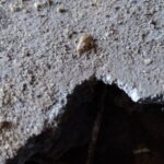 Могут ли крысы прогрызть бетон